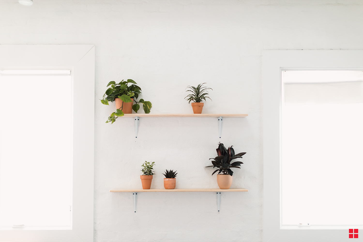 Plants sitting on two wall shelves.