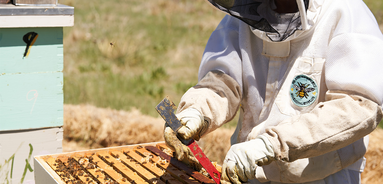 Beekeeper cleaning hive tools with Krud Kutter.
