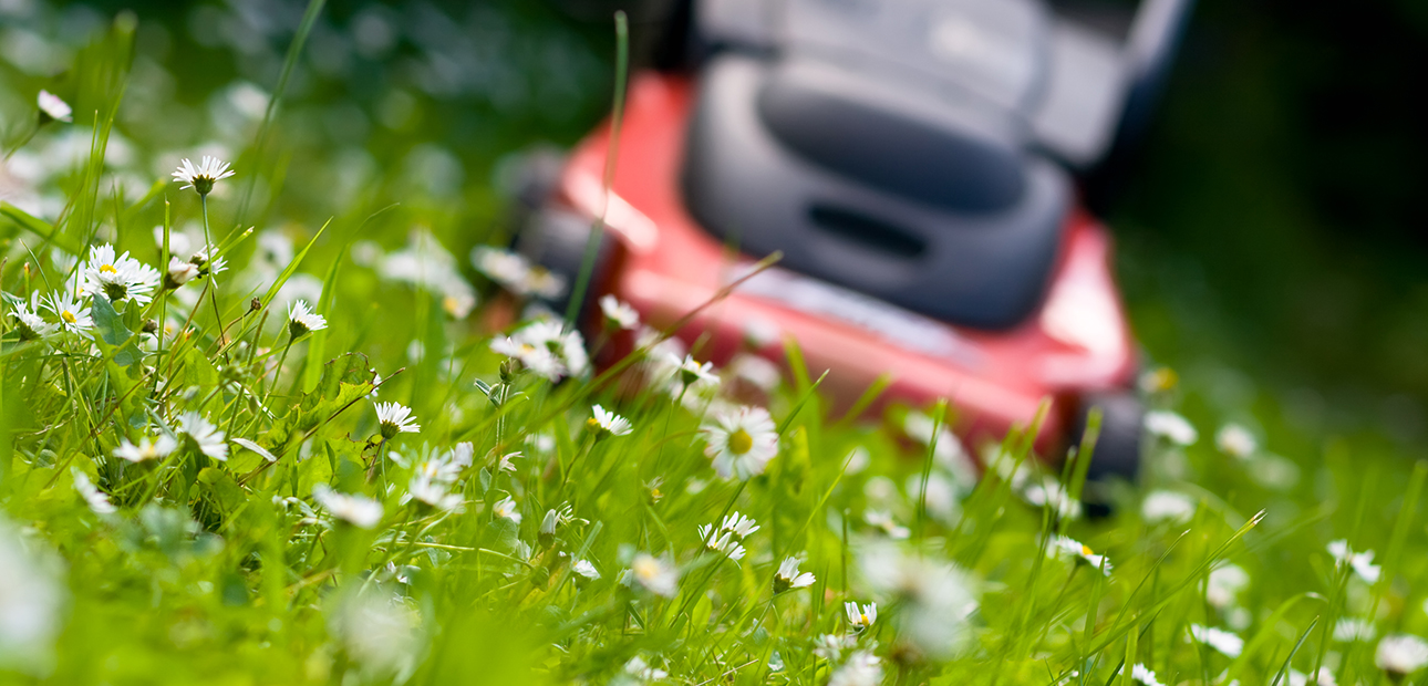 A push mower on an overgrown lawn. 