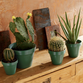 out of the desert planters