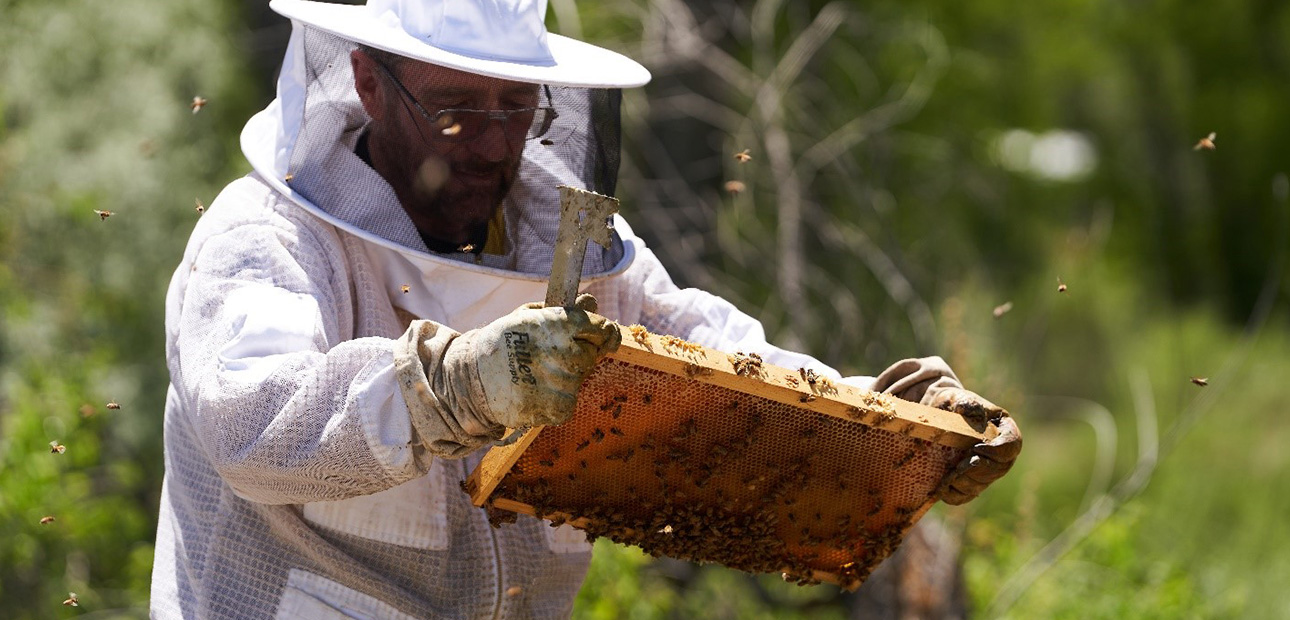 Beekeeper observing bees in their natural habitat