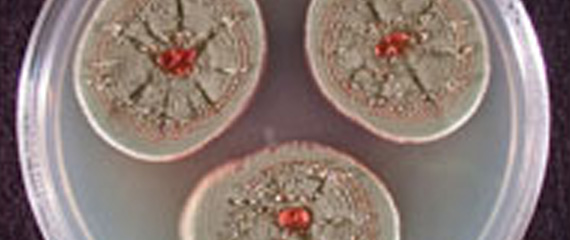 mold penicillium mildew hay